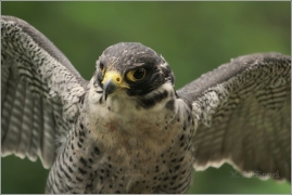 <p>SOKOL STĚHOVAVÝ (Falco peregrinus) /Peregrine falcon - Wanderfalke/</p>